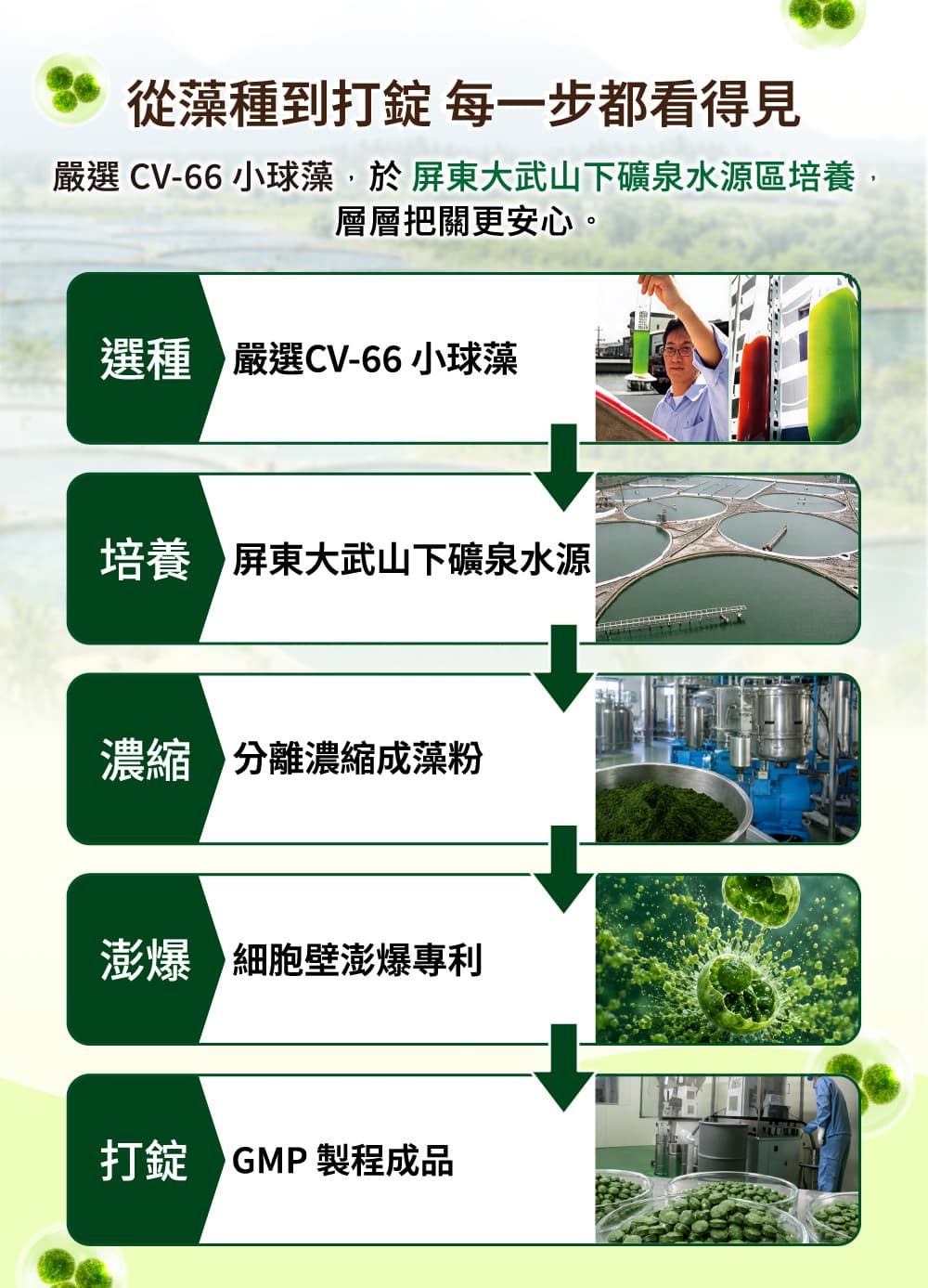 遠東極品CV-66茯加力®藻錠(小球藻) 900錠/瓶 介紹圖 8